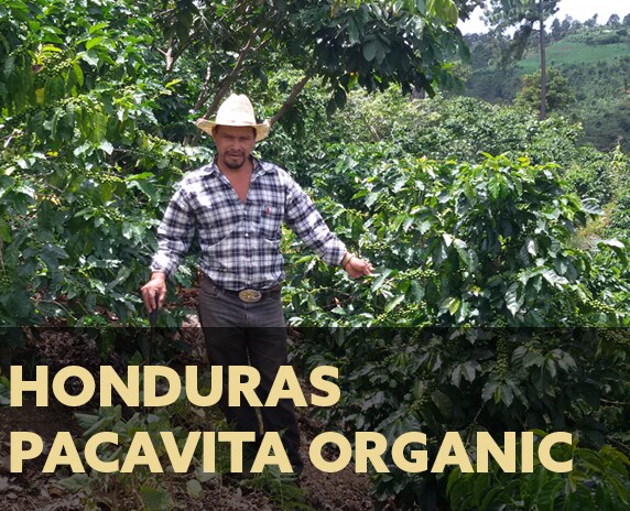 Pacavita Organic